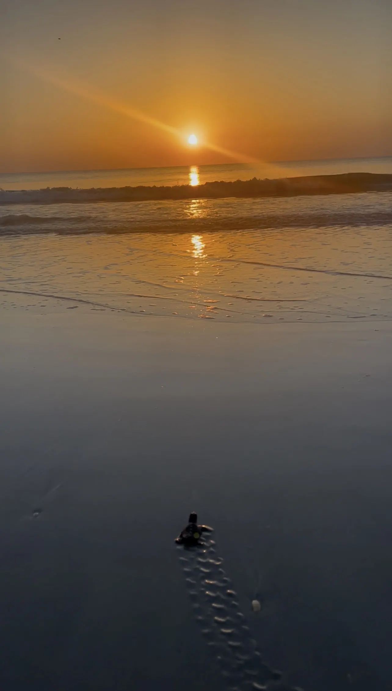 Seeing Sea Turtle Hatchlings on Anna Maria Island: A Night Guide