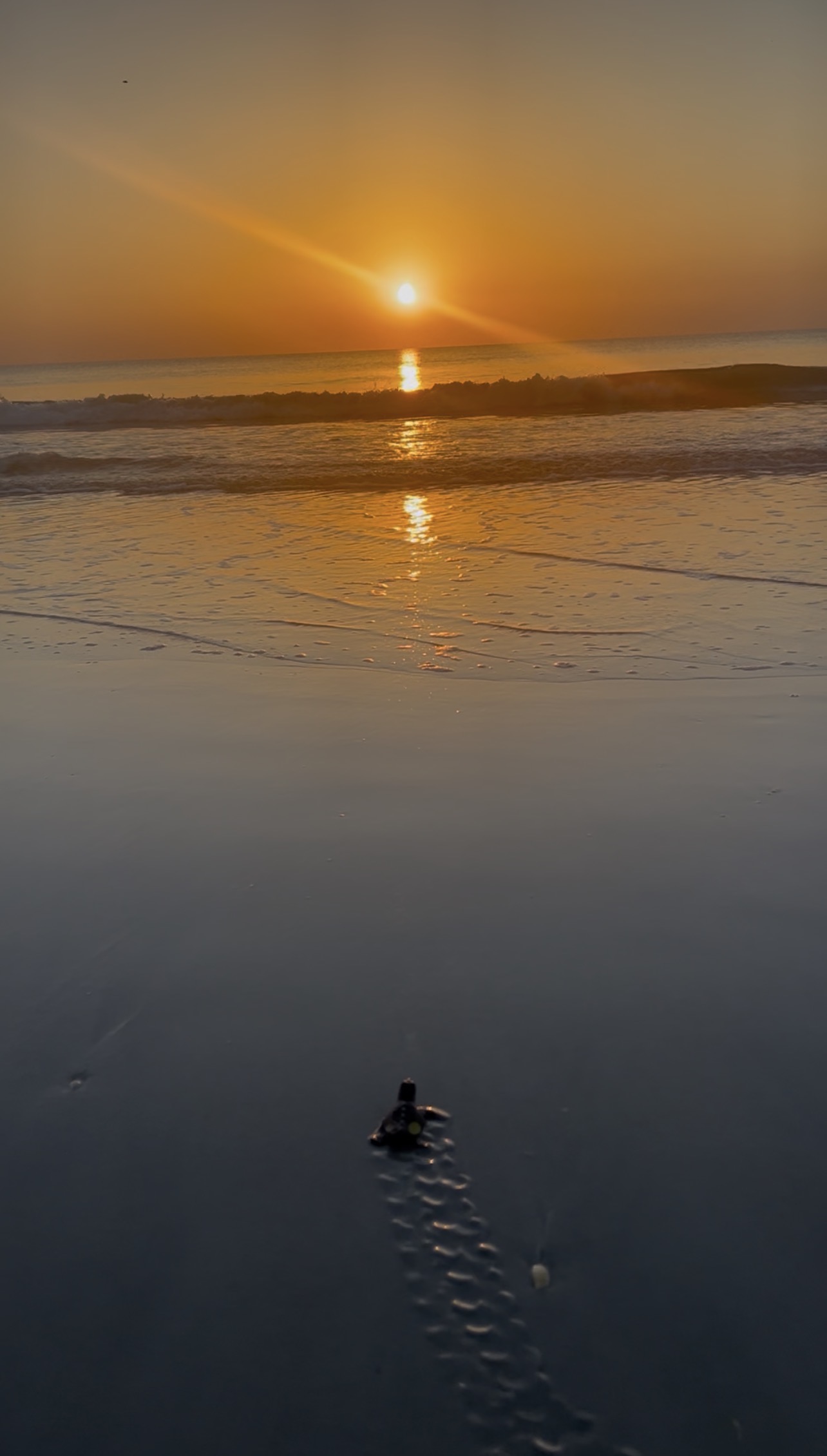 Seeing Sea Turtle Hatchlings on Anna Maria Island: A Night Guide