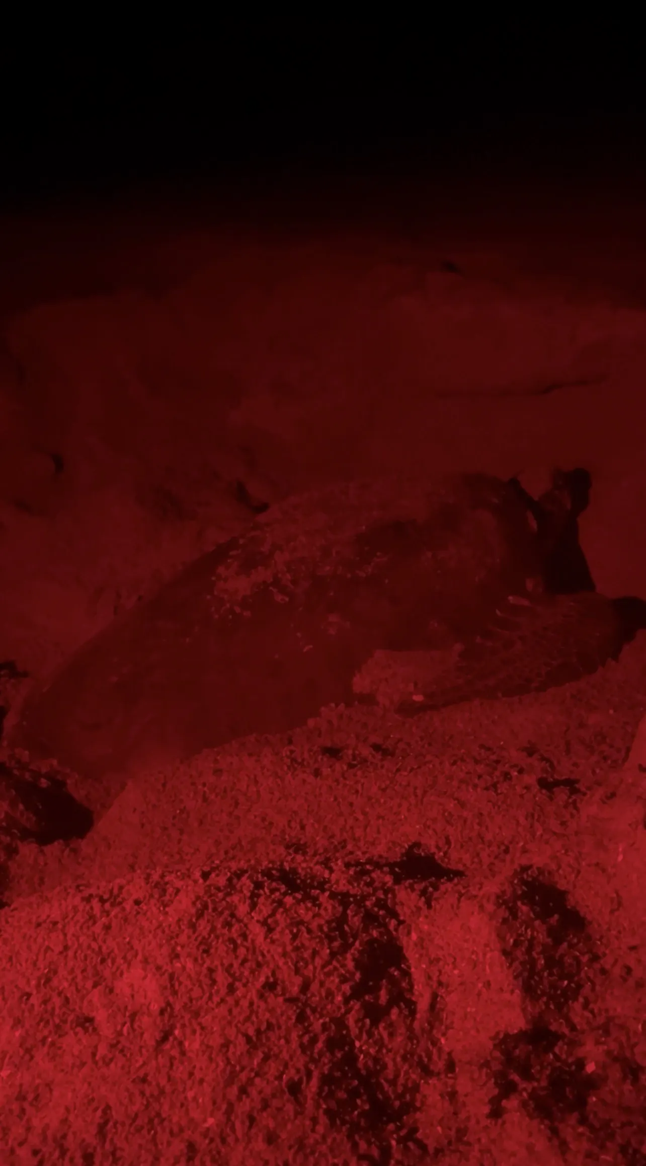 Sea Turtle Nesting on Anna Maria Island: A Night Guide