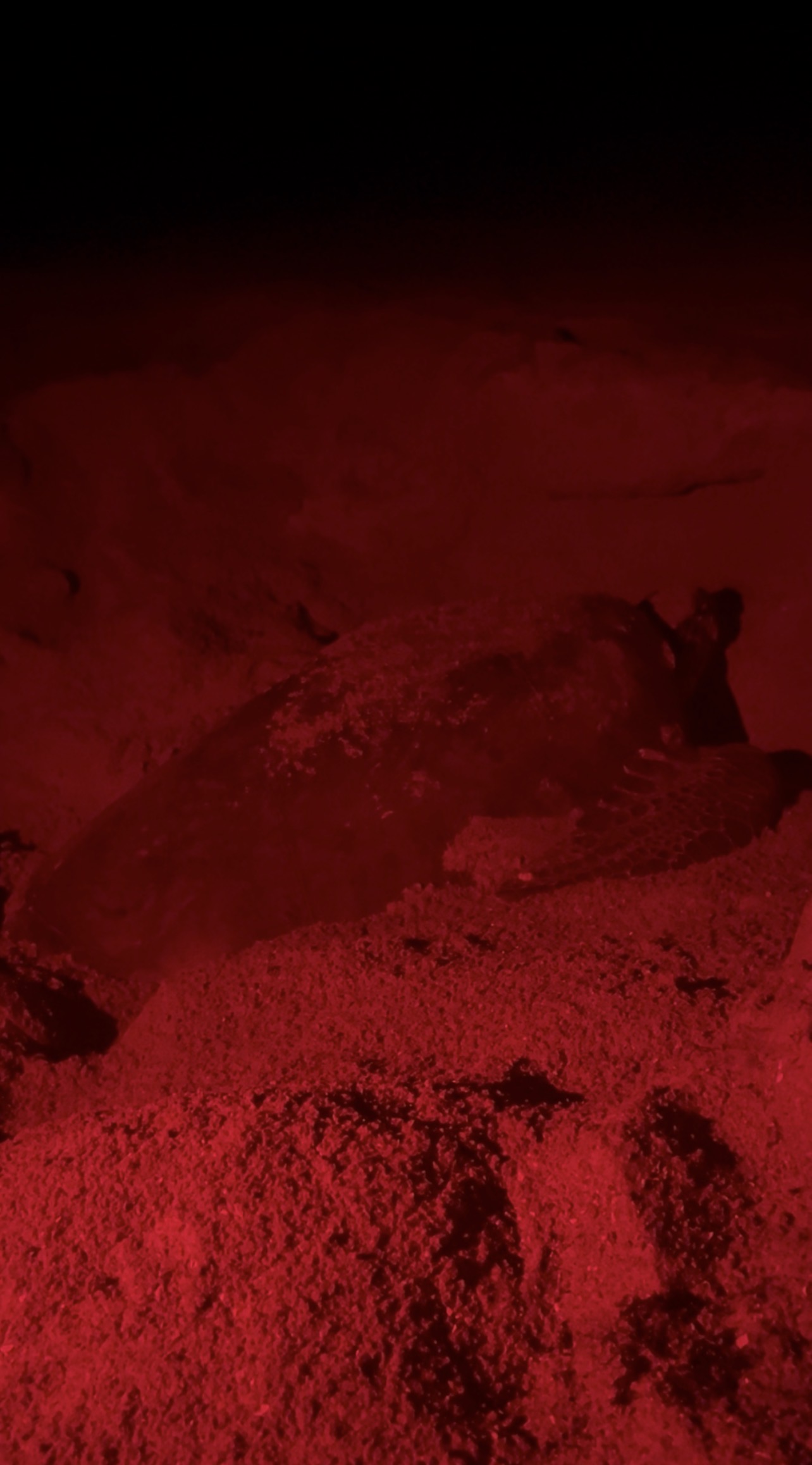 Sea Turtle Nesting on Anna Maria Island: A Night Guide
