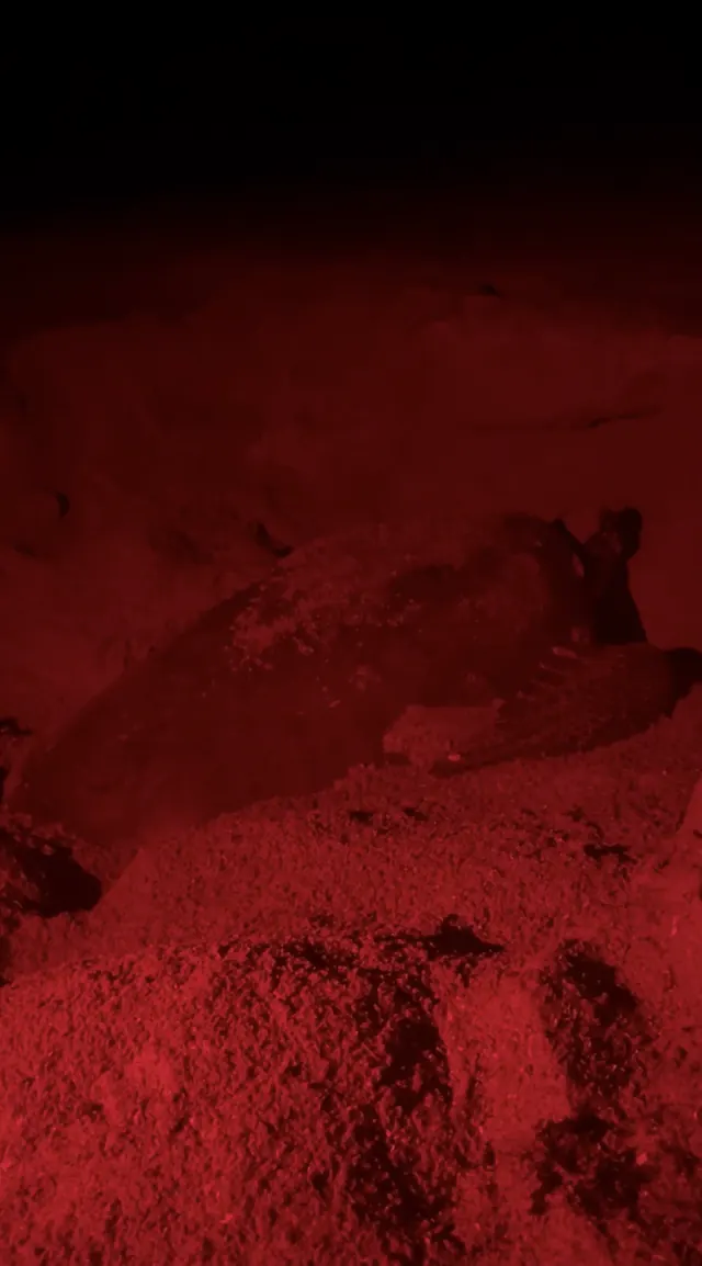 Sea Turtle Nesting on Anna Maria Island: A Night Guide