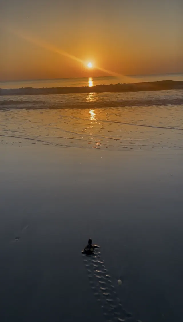 Seeing Sea Turtle Hatchlings on Anna Maria Island: A Night Guide
