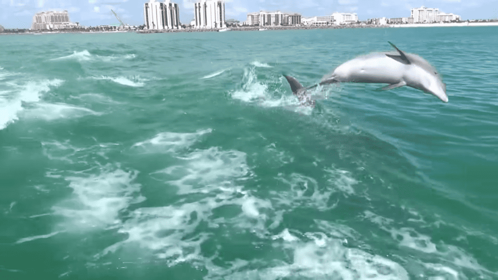 Anna Maria Island Dolphin Tours