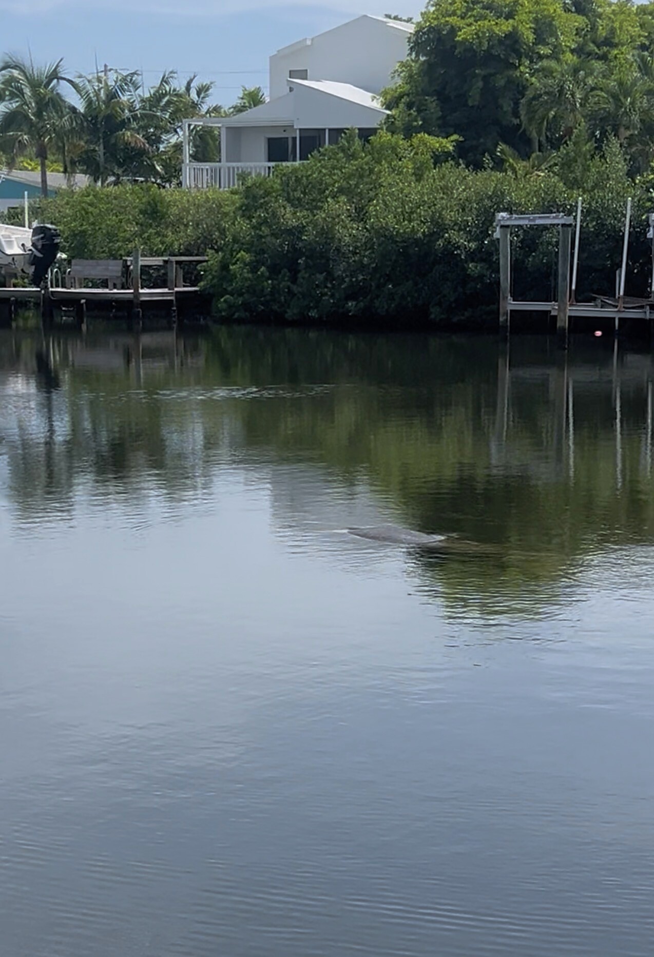 Our unforgettable manatee visitor swimming past the house.