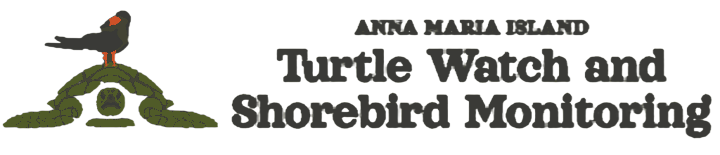 Anna Maria Island Turtle Watch & Shorebird Monitoring